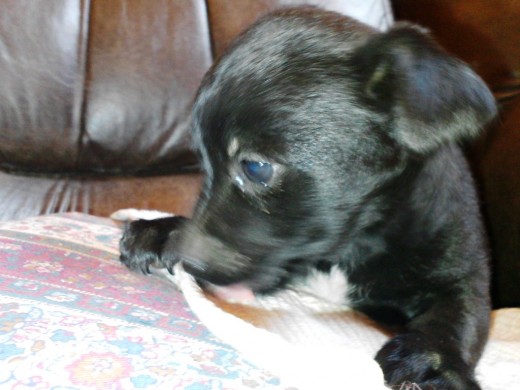 negrito , con ojos azules y cola larga 